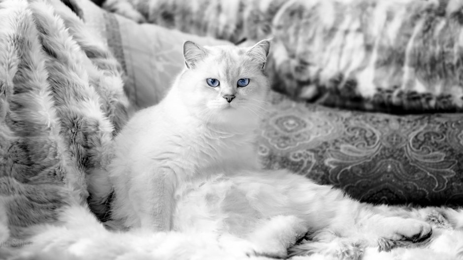 Кот в снегу