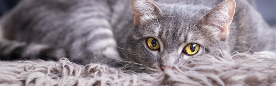 Серая полосатая кошка с желтыми глазами