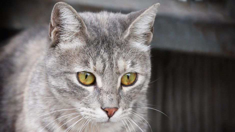 Кошка серая