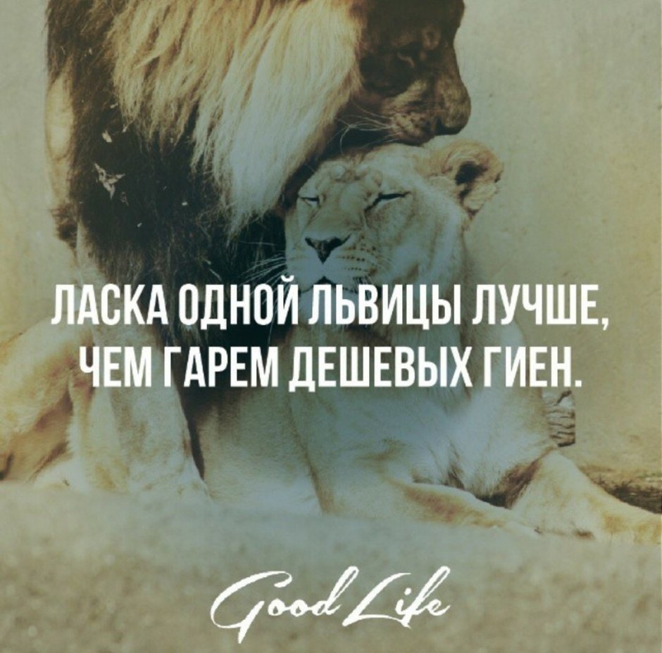 Влюбленные львы
