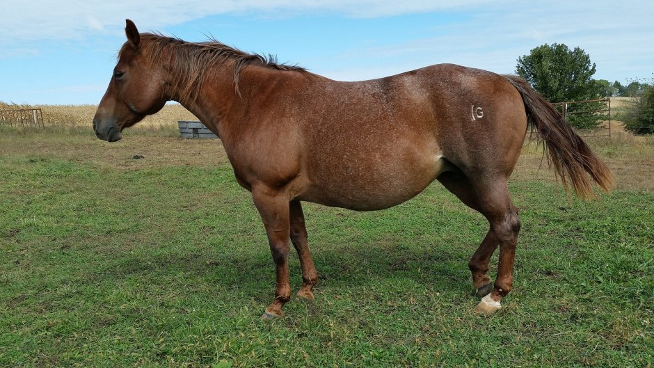 Quarter Horse звуковой