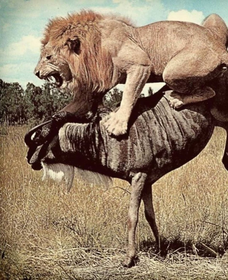 Лев и ягненок вместе