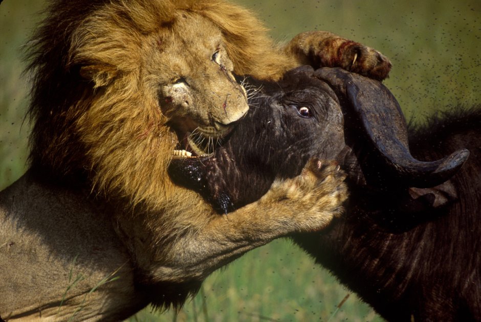 Семья Львов акварель