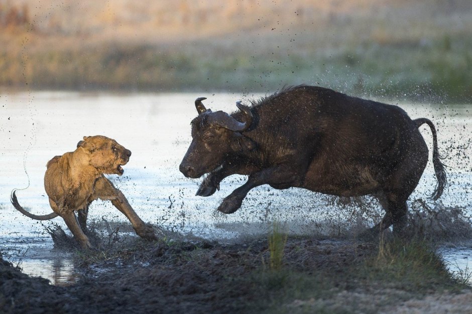 Африканский буйвол против Льва
