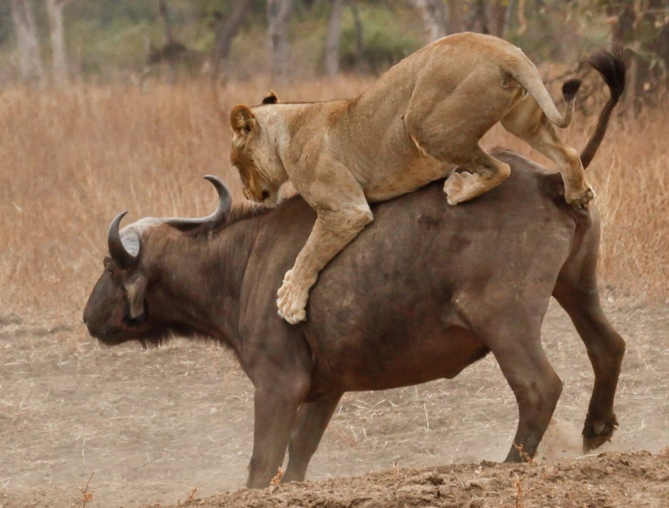 Лев и бык
