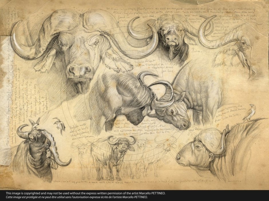 Рыжая девушка со львом