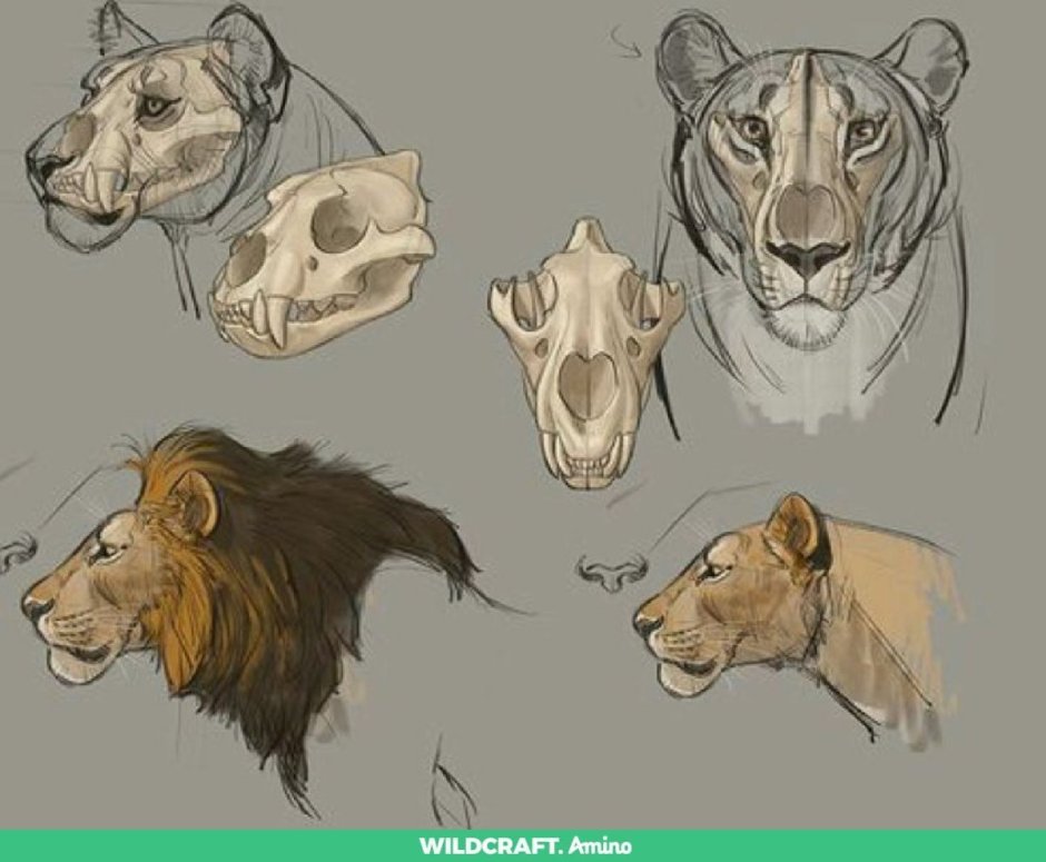 Лев и бык мультфильм 1983