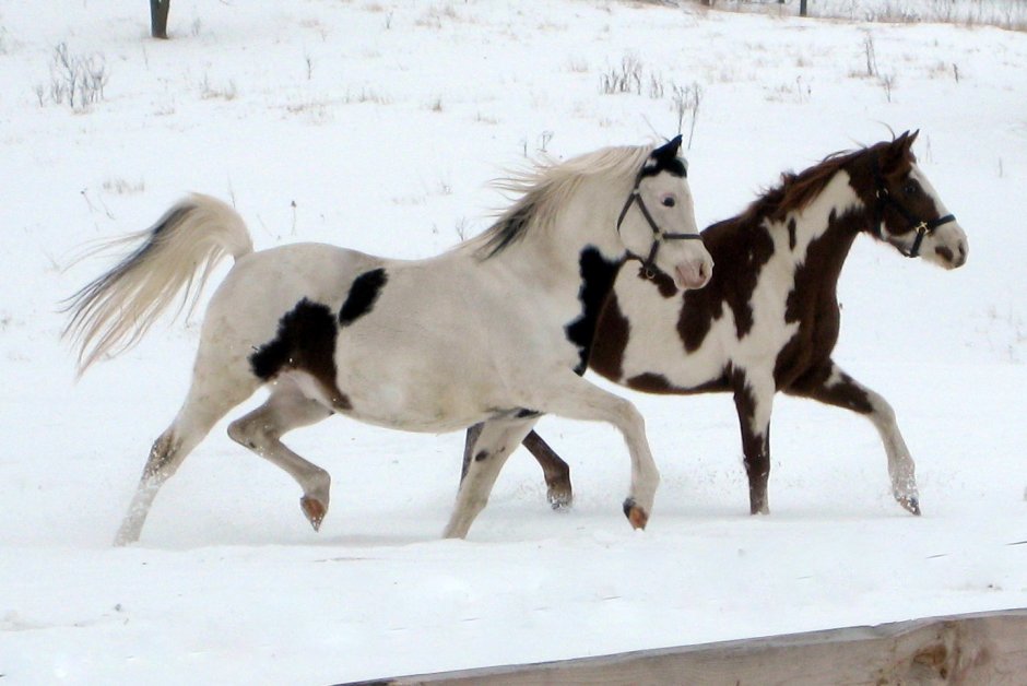 Лошадь и жеребенок зимой