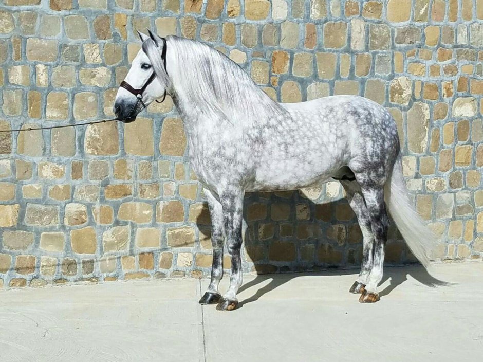 Белая лошадь