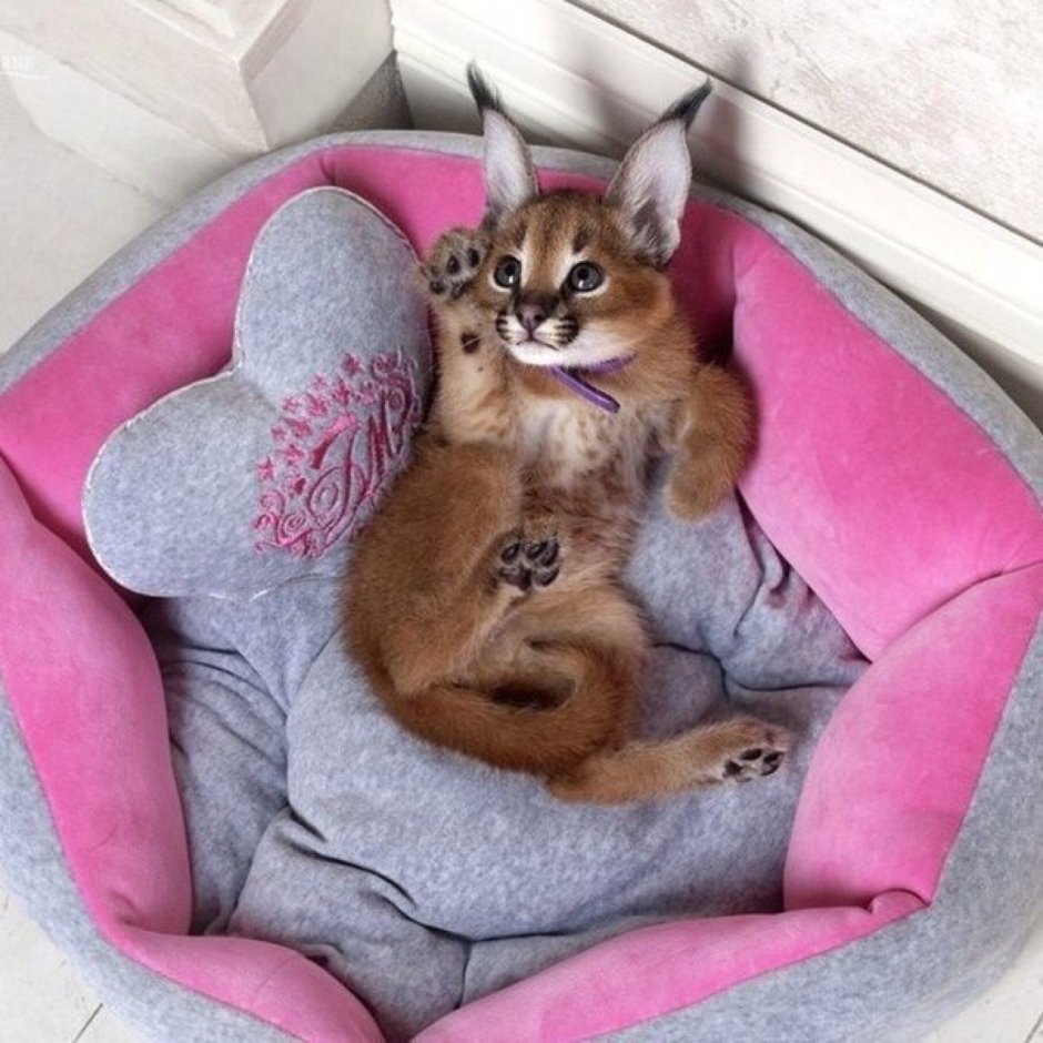 Кошка Рысь домашняя