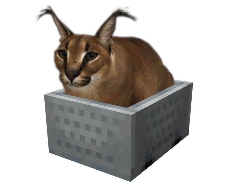 Шлепа кот Мем
