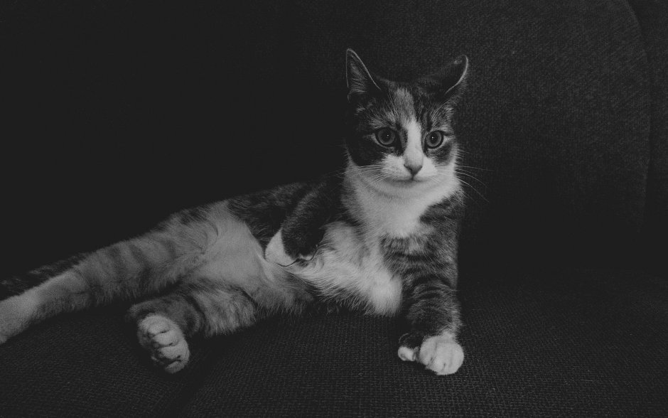 Шлепа кот
