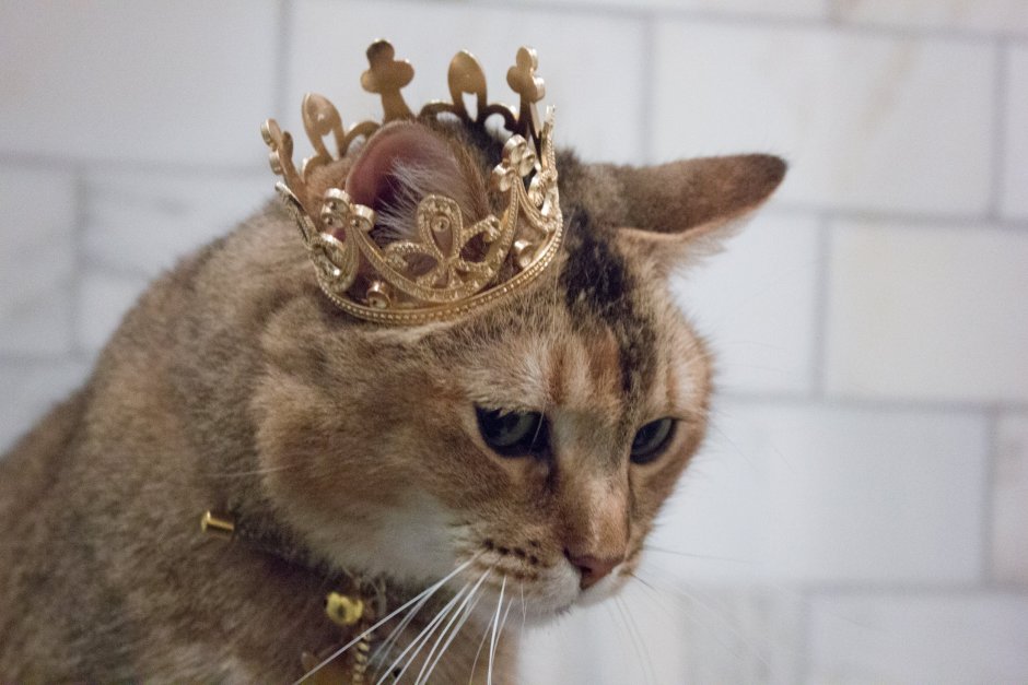 Кот царь