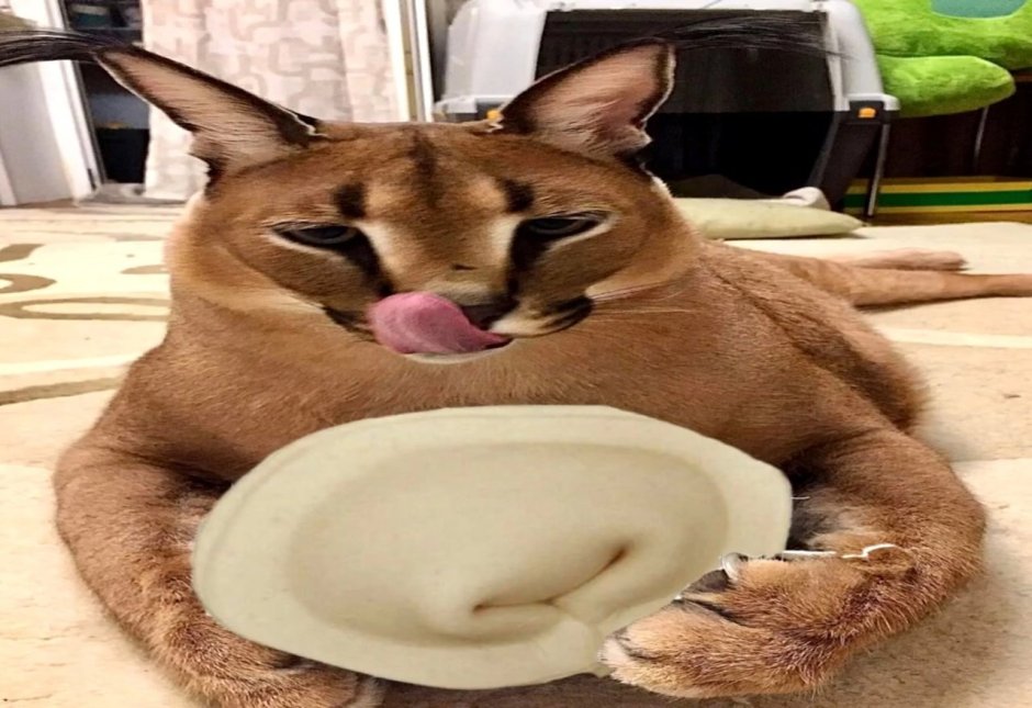 Шлёпа кот