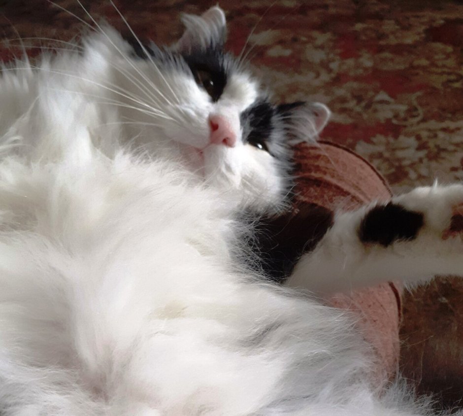 Котик курседа