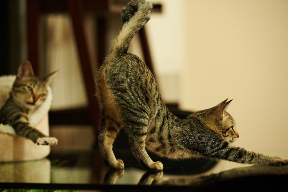 Коты тянутся