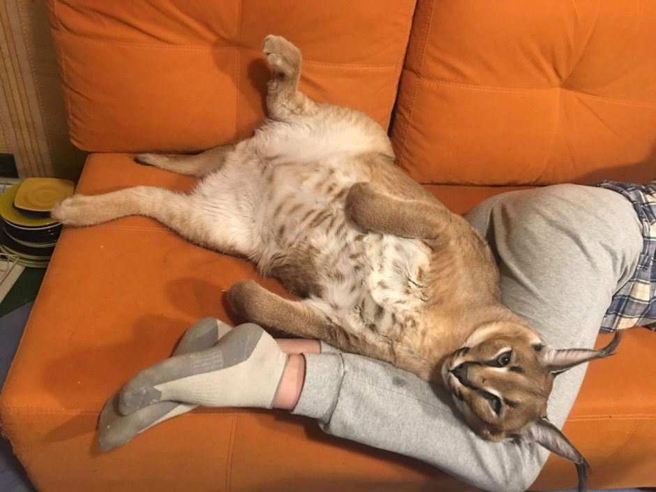 Шлёпа русский кот каракал