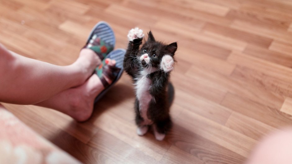 Котенок в тапке