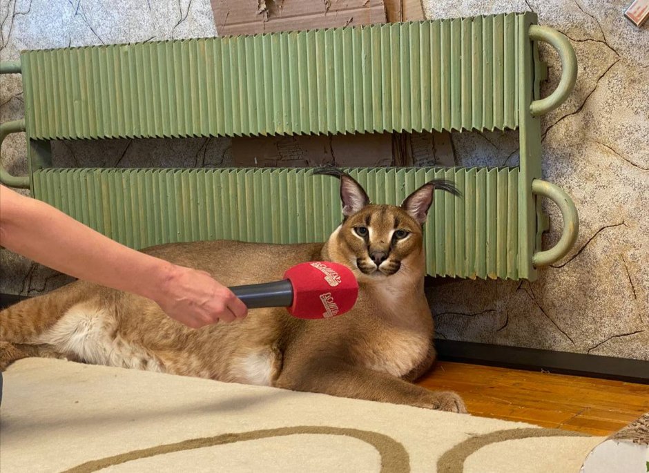 Шлёпа русский кот каракал