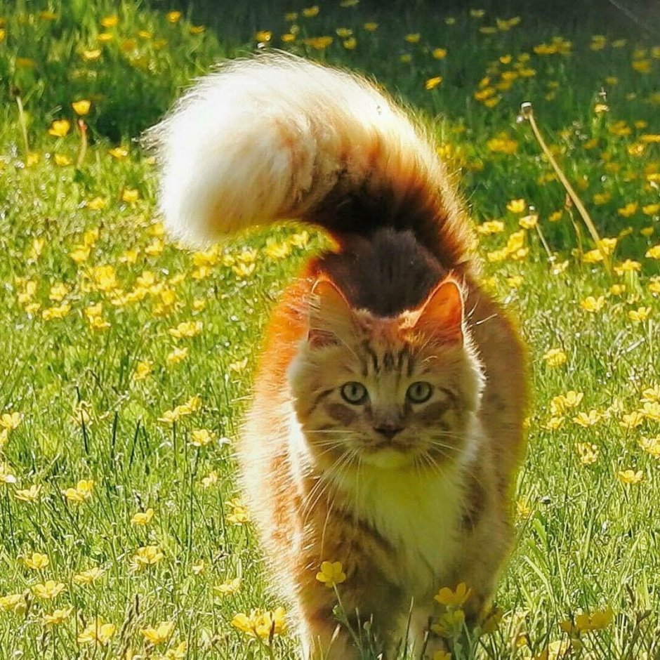 Кот с пушистым хвостом