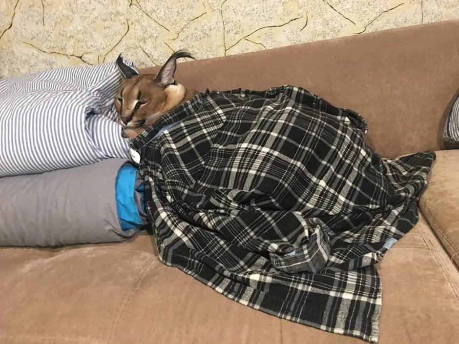 Шлепа спит