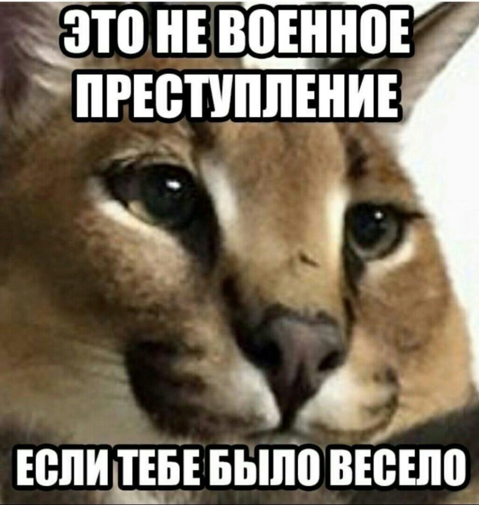 Шлёпа русский кот Мем
