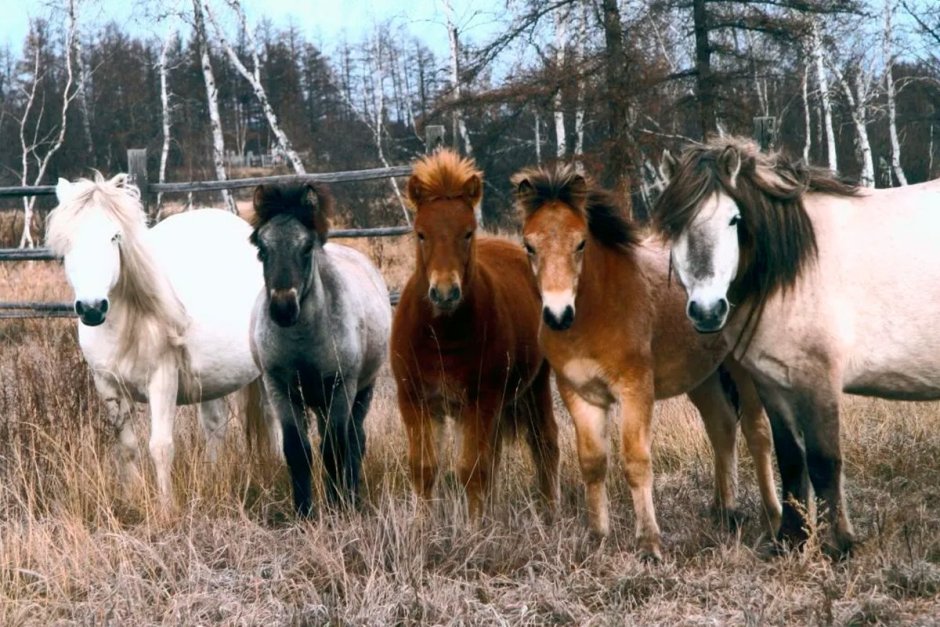 Аборигенная Якутская лошадь