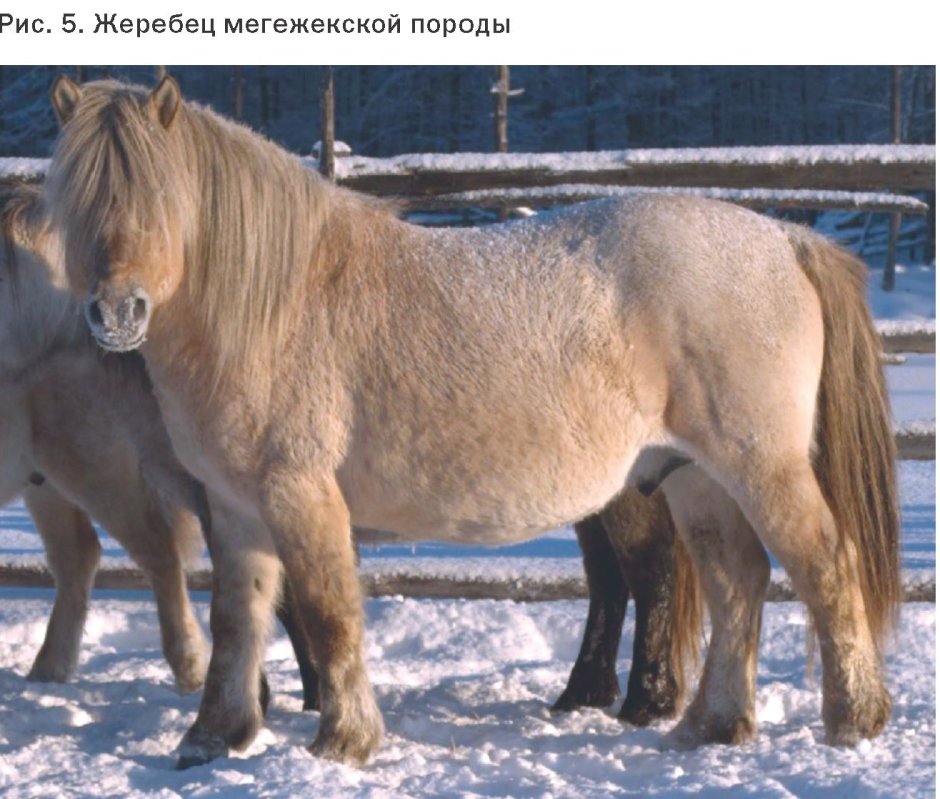 Дикие лошади на Алтае