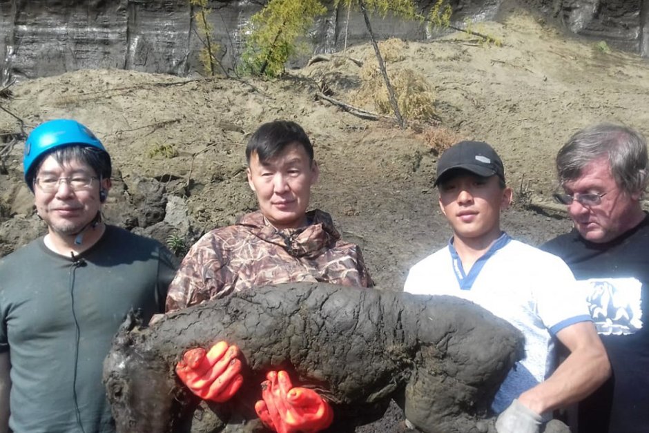 Буланая Якутская лошадь