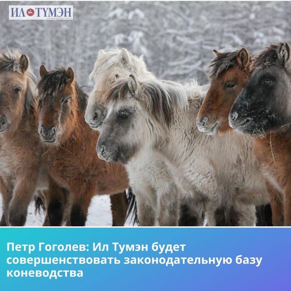 Аборигенная Якутская лошадь