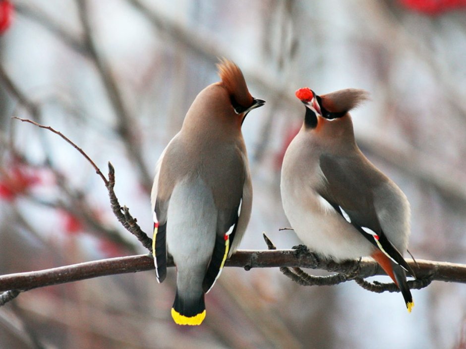 Свиристель обыкновенный (Bombycilla garrulus)