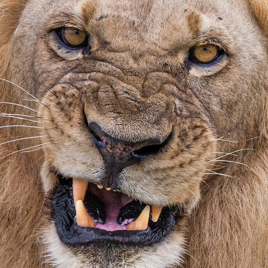 Lion Instagram