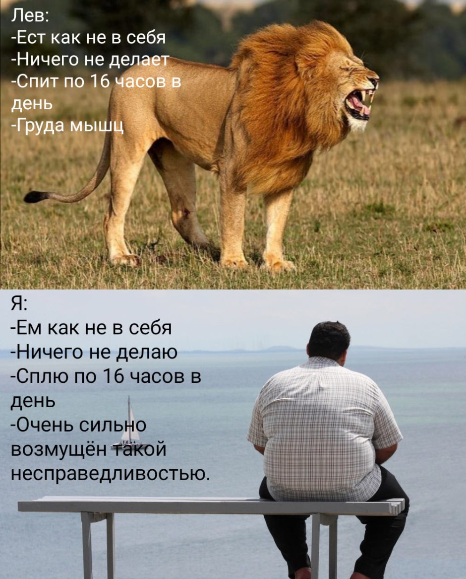 Лев лижет яйца