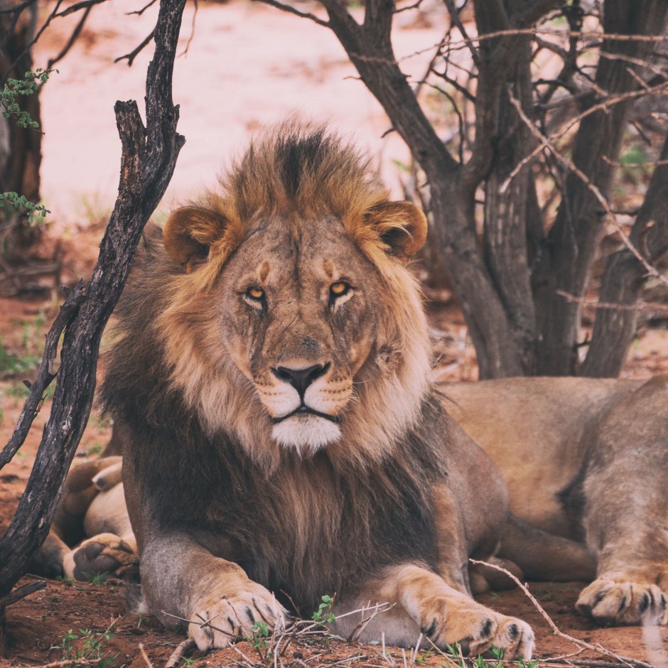 Lion teacher