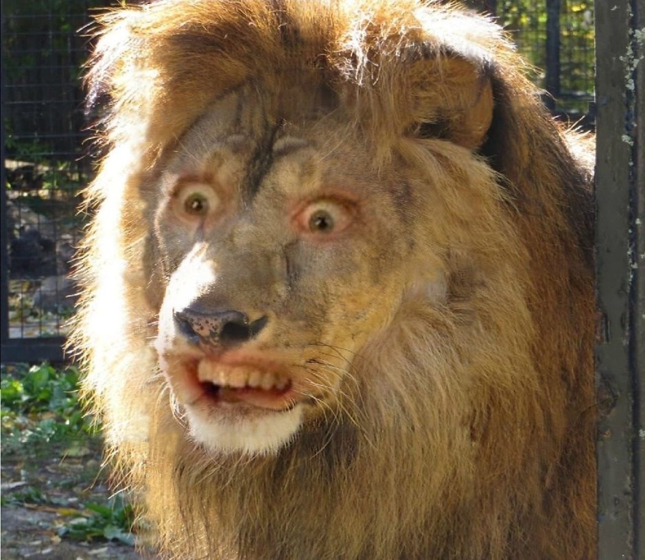 Лев Мем