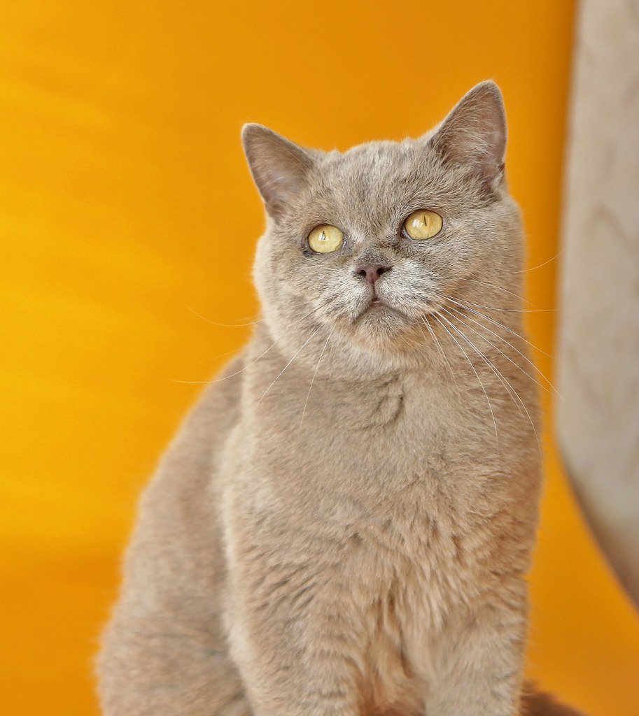 Метис британской кошки