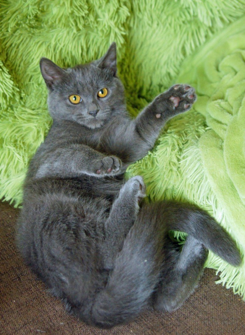 Британский кот метис