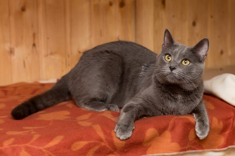 Метис британской кошки