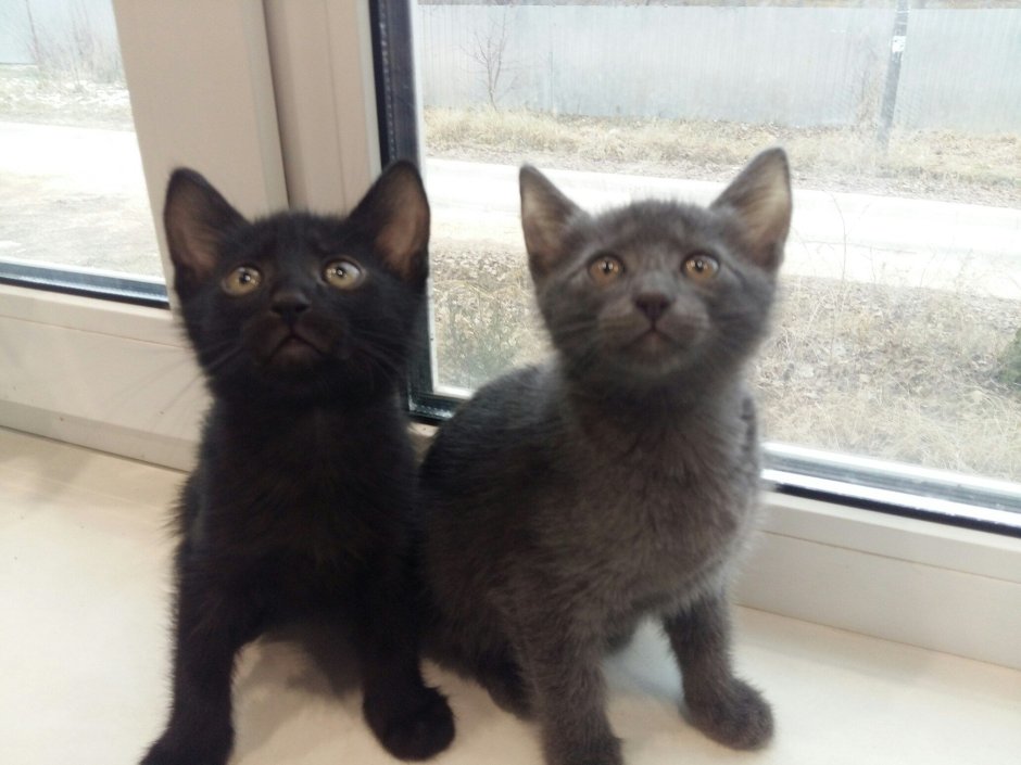 Метис сибирской и британской кошки