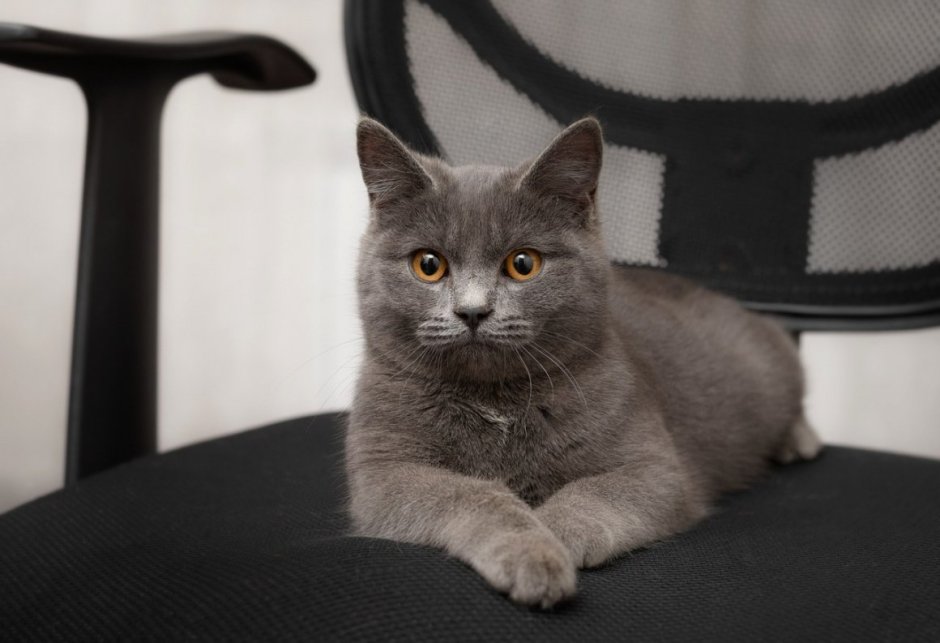 Британский кот метис