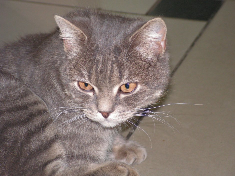 Метис британской кошки