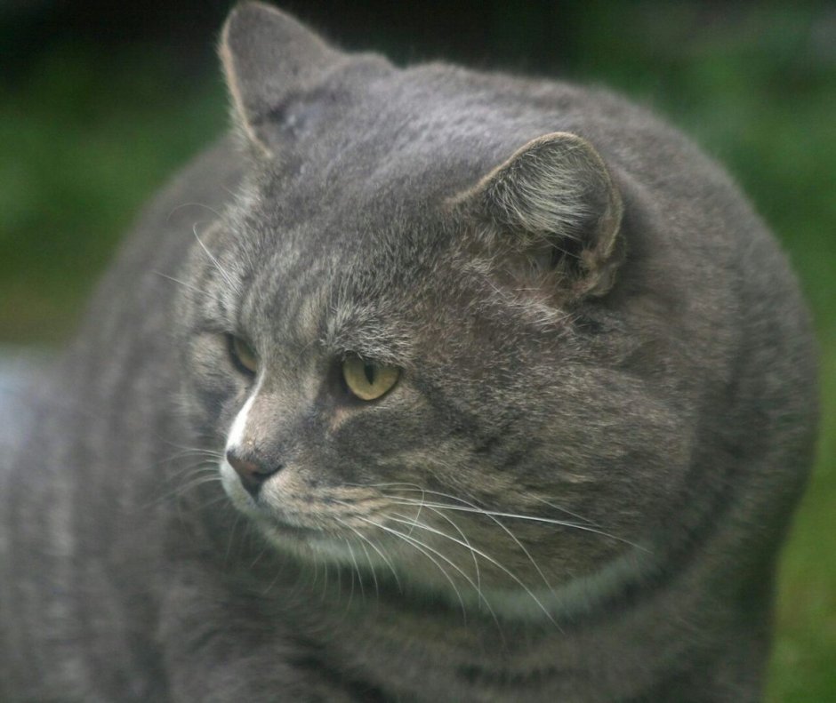 Метис британской кошки