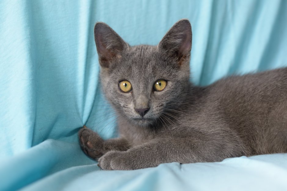 Метисы голубой кошки