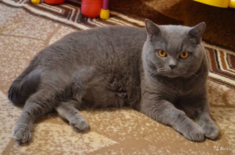 Коты метисы британца