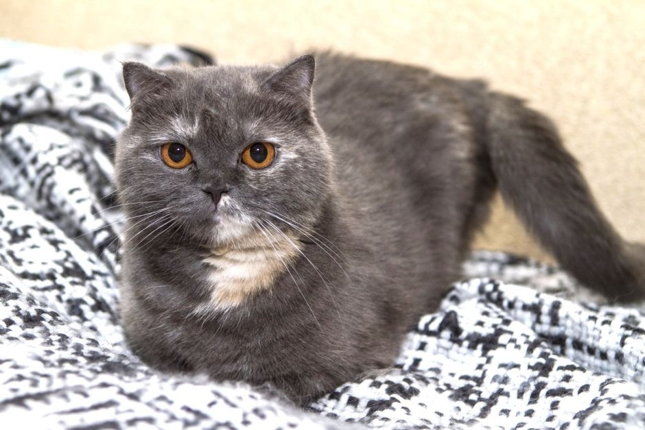 Метис британка серые глазки