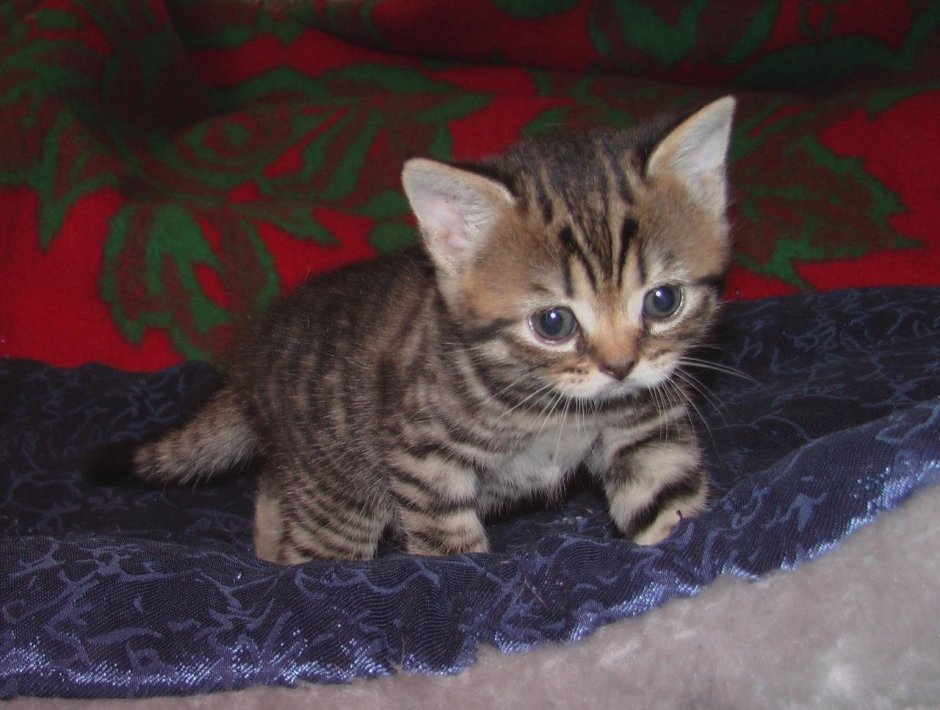 Бенгальский кот метис полосатый