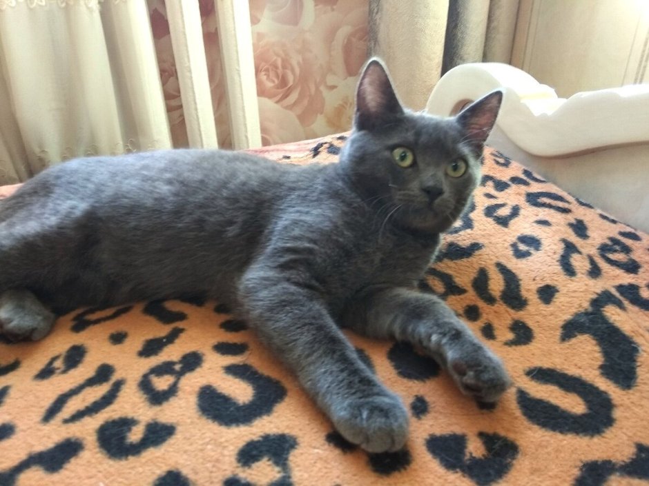 Метис британской кошки