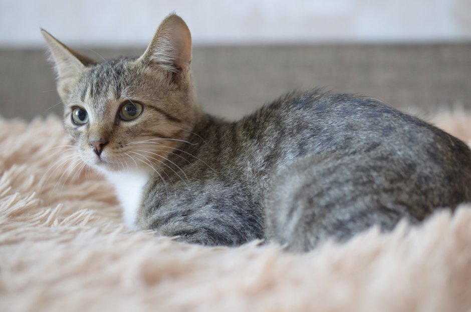 Коты метисы