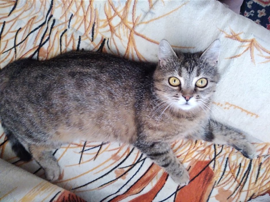 Метис кошка серая