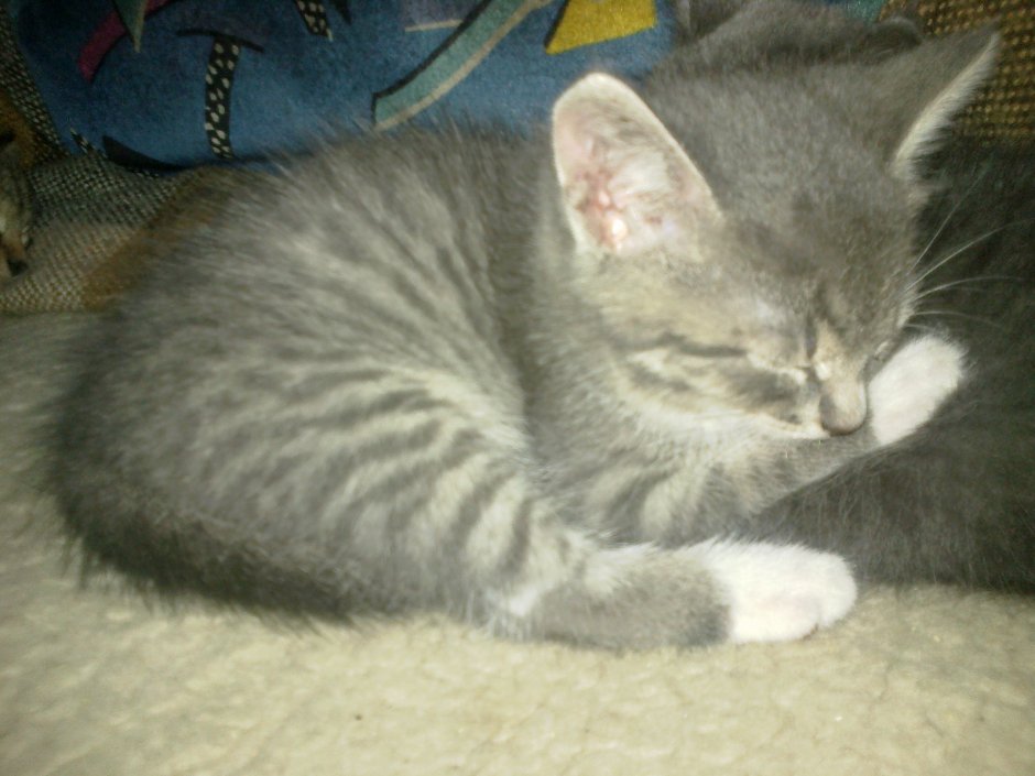 Котенок британец помесь